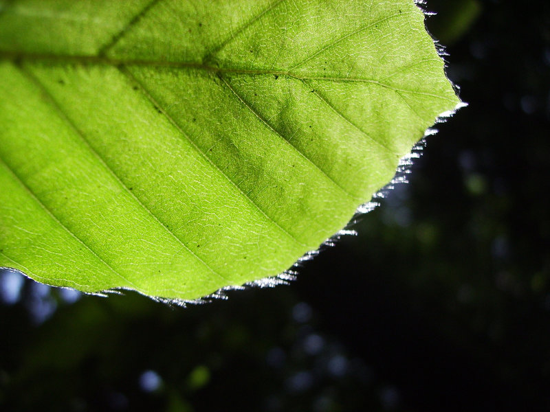 leaf sunny beech