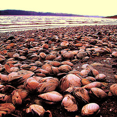 stranded shell beach