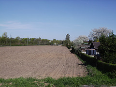 04 cornfield in april