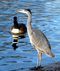Grey bird and goose