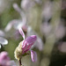 Magnolia loebneri 'leonard messel' 2 360REDIM