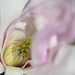 Magnolia loebneri 'leonard messel' 361REDIM