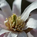 Magnolia loebneri 'leonard messel' 3 362REDIM