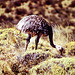 Emeu de Patagonie