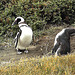 Pingouins de Patagonie