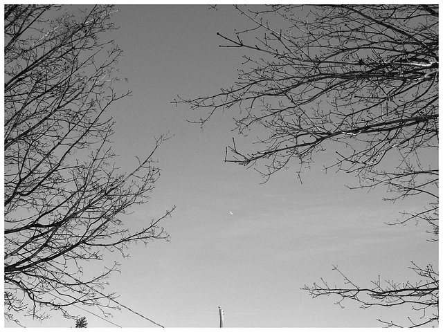 Branches et ciel bleu - Branches and blue sky  /  Dans ma ville - Hometown - 3 février 2009 - B & W
