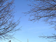 Branches et ciel bleu - Branches and blue sky  /  Dans ma ville - Hometown - 3 février 2009  -  Photo originale.