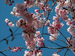 Kirschblüten in Planten un Blomen, Hamburg