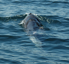 Sea of Sesimbra, juvenile Minke Whale trapped by a fishing net (3)
