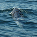 Sea of Sesimbra, juvenile Minke Whale trapped by a fishing net (3)