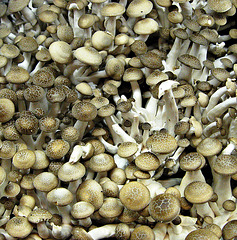 Japanese mushrooms