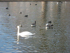 Swan lake!