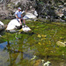 Pete in South Fork Of The San Jacinto Creek (0373)