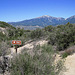 Trail to South Fork Of The San Jacinto Creek (0376)