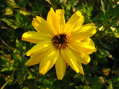 Flower In San Mateo Campground (9137)