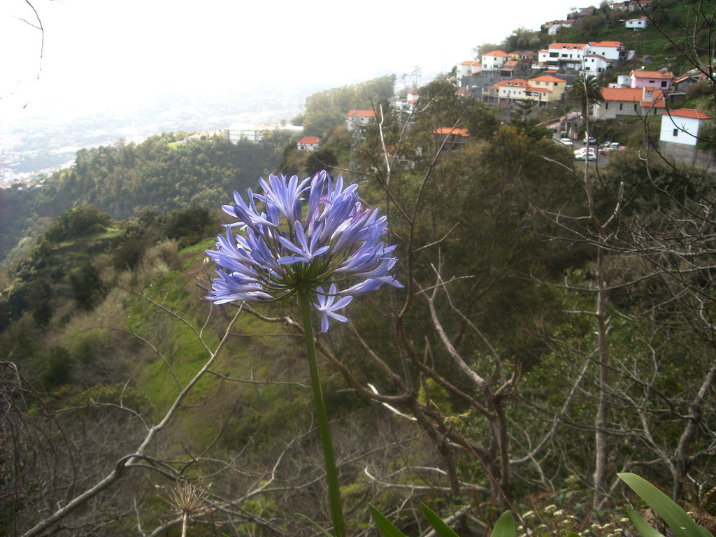 oberhalb von Funchal