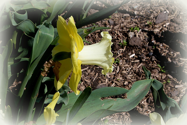 Narcisse Hybride