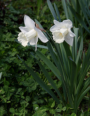 Narcisse Hybride blanc