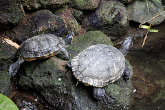 relaxing - Wasserschildkröten
