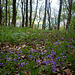 Frühling im Laubwald / Springtime in deciduous forest