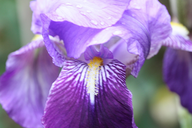 iris de mon jardin