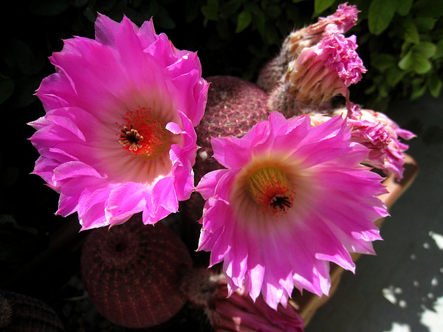 Cactus Flowers (0758)