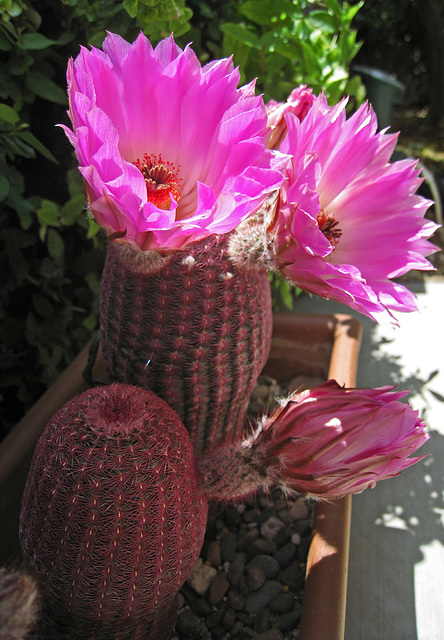 Cactus Flowers (0759)