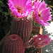 Cactus Flowers (0759)