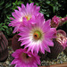 Cactus Flowers (0761)