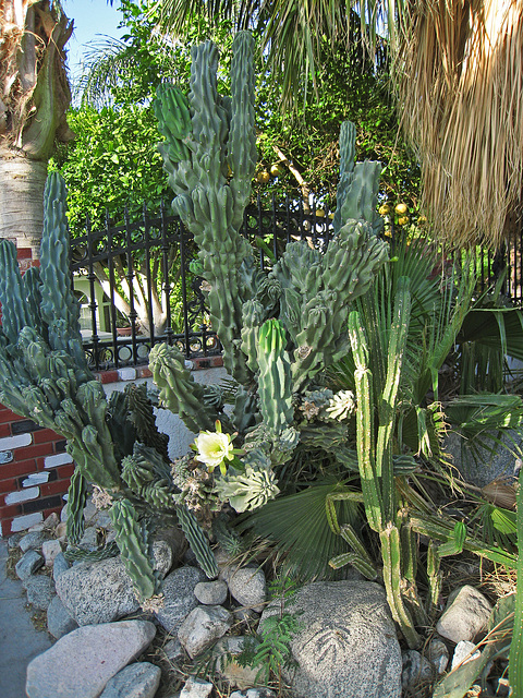Night Blooming Cactus (0763)
