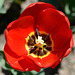 Coeur de tulipe...