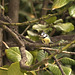 Herrerillo común (Parus caruleus)