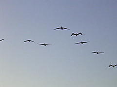 Pelikane im Anflug