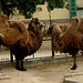 Zoo Garden of Lisbon, camels (1)
