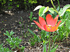 Red flower in Lambeth