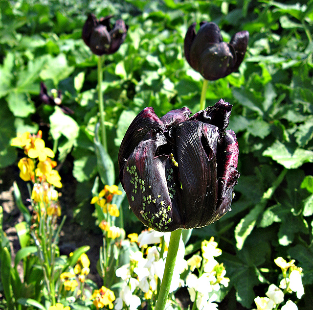 Black tulip, green flies