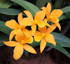 Orchideenausstellung Insel Mainau