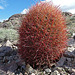 Red Barrel Cactus (2963)