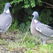 MVI 0004 Pigeons Ramiers