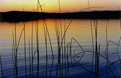 fishy reeds