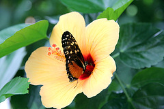 Schmetterling + Hibiskus
