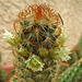 Cactus Flowers (0738)