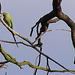 Parakeet in the park