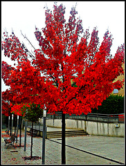 Colores de otoño 3