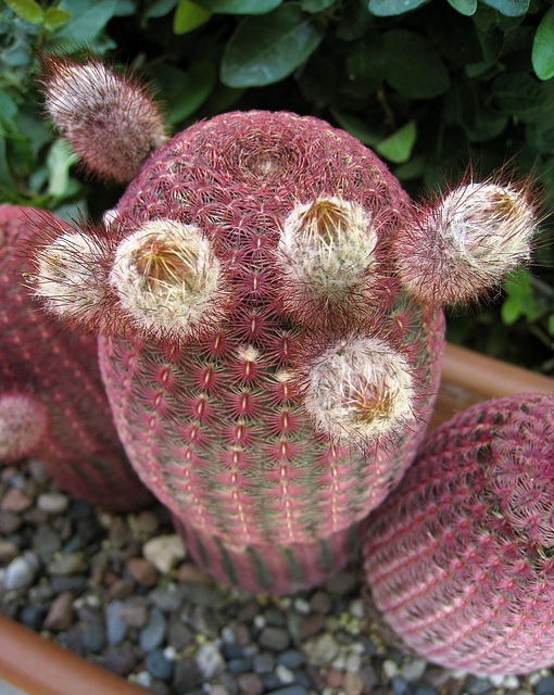 Cactus (0372)