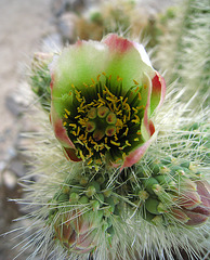 Cholla Flower (0671)