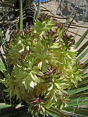 Yucca Bloom (0632)