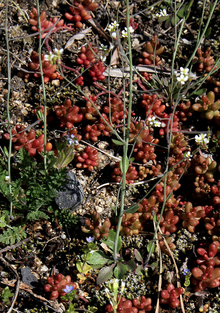 Arabidopsis thaliana - Arabette des dames