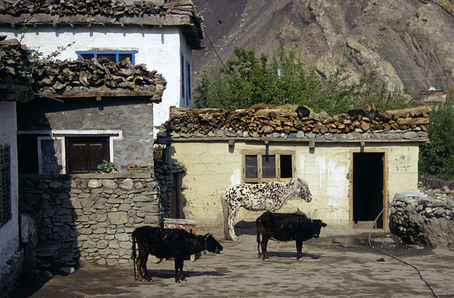 Tsele houses with its domestic animals