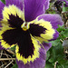 These pansies are amazing, they come up year after year